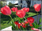 foto Tulipani